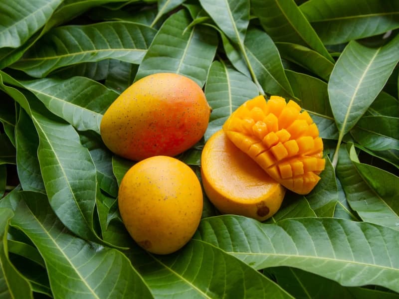 Selected Indian Mangoes Plantae Exports
