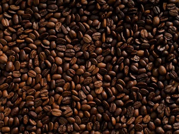 Indian Coffee Beans Arabica and Robusta Plantae Exports